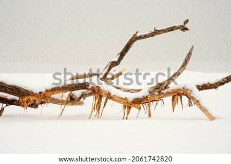 driftwood in the snow, desktop wallpapers, winter