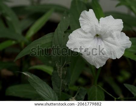 Ruellia simplex, Mexican petunia white flower closeup