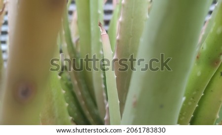 aloe vera plant focused on one branch. selective focus.