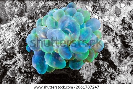 Plerogyra sinuosa is a jelly-like species of the phylum Cnidaria. It is commonly called "bubble coral" due to its bubbly appearance.  on the coral reef of Phi Phi Islands, Thailand