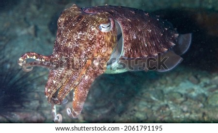 Cuttlefish or cuttles are marine molluscs of the order Sepiida. They belong to the class Cephalopoda, which also includes squid, octopuses, and nautiluses. Cuttlefish have a unique internal shell.