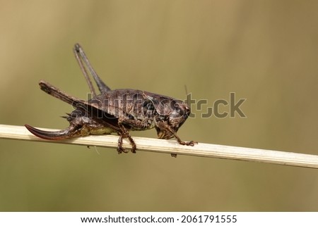 A Dark Bush-Cricket, Pholidoptera griseoaptera, resting on a plant stem in a meadow.	 Royalty-Free Stock Photo #2061791555