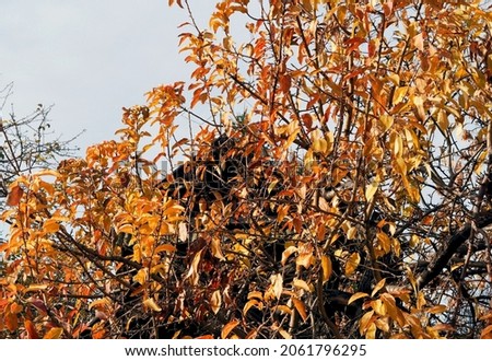 An apple tree with decayed foliage on the background of an old rustic wooden house. Autumn idea in the countryside