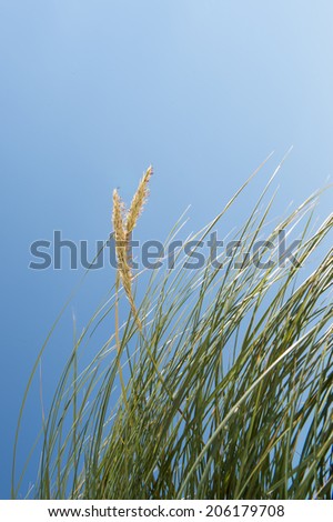 Sand dunes with tall grass and blue sky, Luskentyre beach, Isle of Harris, Scotland