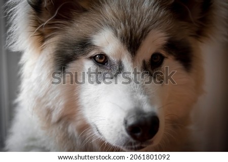 Alaskan Malamute puppy closeup. Cute friendly face, love in the eyes. Best friend of a human with deep look. Selective focus on the pet, blurred background.