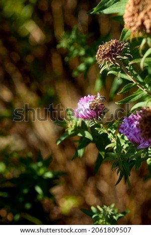 Honey bee on violet aster; Shallow depth of field; Focus on bee