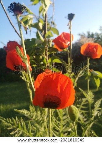 red poppies blooming in the garden