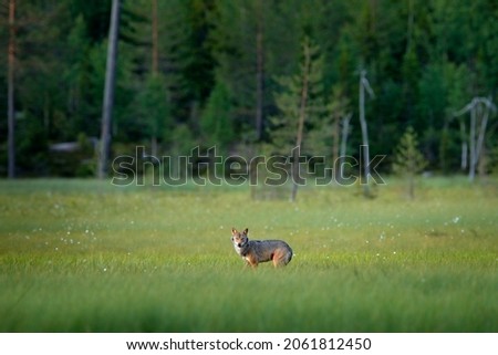 Wolf from Finland, in the green meadow. Gray wolf, Canis lupus, in the spring light, in the forest with green leaves. Wolf in the nature habitat. Wild animal in the taiga. Wildlife nature, Europe.