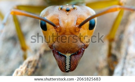 Macro of insects up close