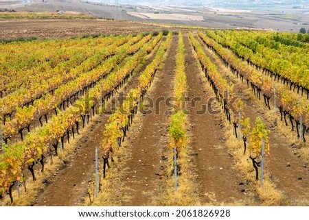 vineyard and grape leaves, front view 