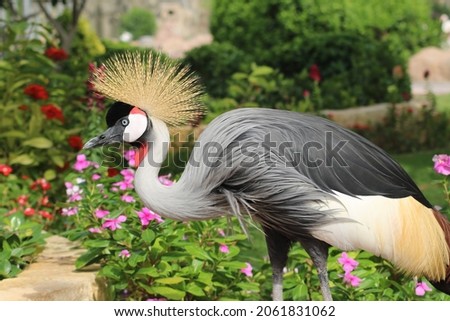  grey crowned crane is about 1 m tall, weighs 3.5 kg, and a wingspan of 2 m. body plumage is grey. African crowned, golden crested, golden crowned, EastAfrican, South African crane. Gruidae family