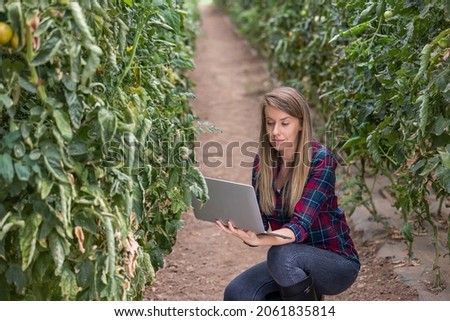 Young Woman Agronomist Using a Tablet in an Agricultural Field. Modern Plant protection and agribusiness concept. Farmer controlled harvest in his field stock photo