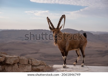Male Nubian ibex standing on the edge of the world's largest erosion crater, known as the Makhtesh Ramon, in the settlement Mitzpe Ramon, Negev Desert, Israel. Royalty-Free Stock Photo #2061846749