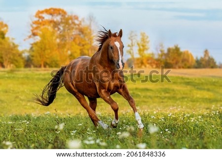 Don breed horse running on the field in autumn. Russian golden horse. Royalty-Free Stock Photo #2061848336