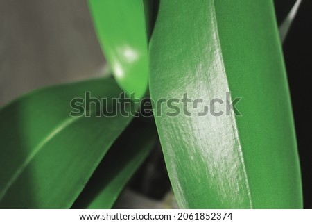 green orchid leaves.  wallpaper.  the sun is shining on the plants