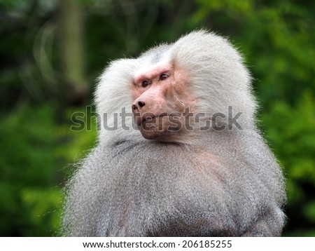 Male Baboon