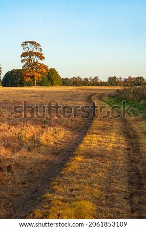 Yellow and red leaves on trees in autumn. Autumn field. A field road.