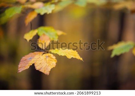 Detail of yellow leaves on twig in forest in autumn