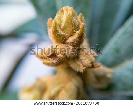 close up picture of loquat bud. selective focus