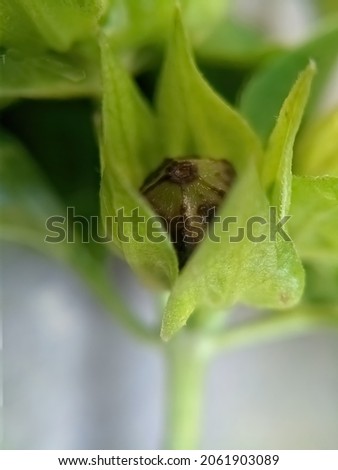 picture of four o clock plant seed. focus on subject