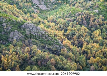 Granitic promontory between birch forests in autumn in Ancares Mountain Range Galicia
