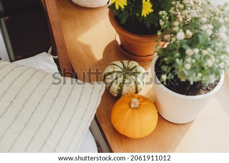 Cozy autumn. Stylish pumpkins, pillow, autumn flowers in pots in sunshine on wooden windowsill in rustic room. Hello autumn, home decoration for fall holidays in countryside