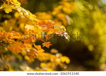 Autumn leaves on the sun. Fall blurred background. yellow and red autumn leaves.