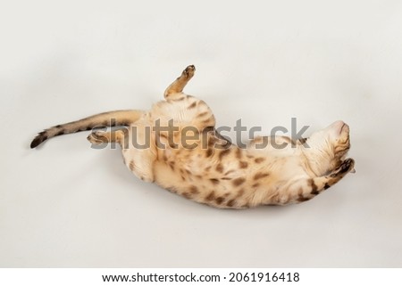 big snow bengal cat lies on a white background belly up