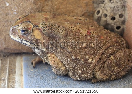 Thai toad close-up Side view Thailand Big bony toad or footed frog or buffalo toad close-up amphibians Brown Asian toad on natural background.
