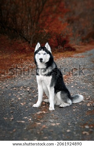 Portrait Siberian husky dog with blue eyes sits on footpath in autumn park. Front view.