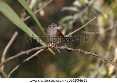 An adult dunnock (Prunella modularis) in winter plumage sits on tree branches in soft, bright morning light. Close-up photo with identification