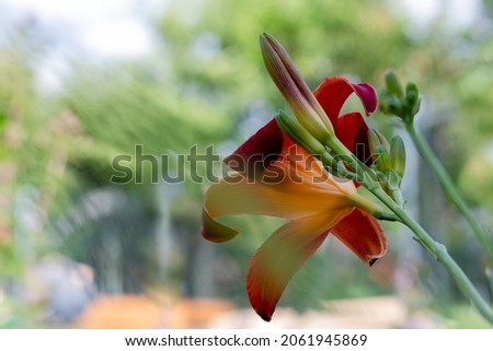 Blooming Daylily bud on he blurred background. Hemerocallis.