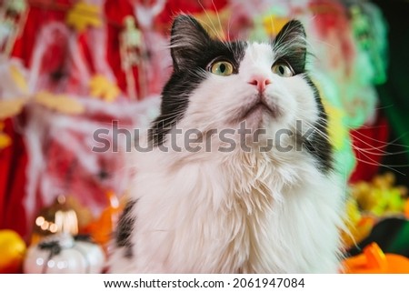 A beautiful fluffy cat of black and white color on a gloomy background with pumpkins and skeletons. Halloween decoration. Kitten in a spider web