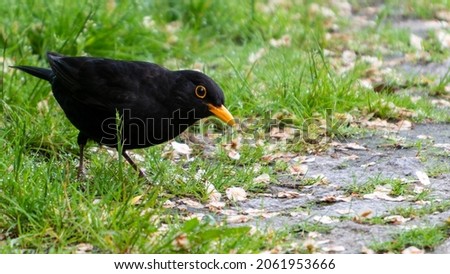 Blackbird on the ground looking for food