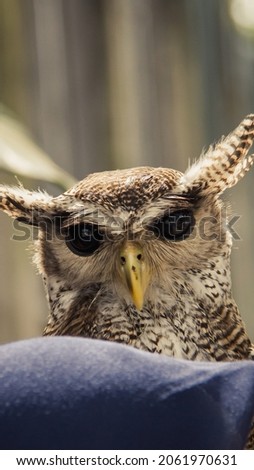 A picture of an owl looking right at the camera