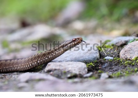 Close-Up of Vipera berus or european adder in Northern Germany Royalty-Free Stock Photo #2061973475