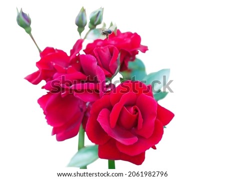 Don Juan, a rose categorized in a group of climbing plants,has big red petals piled onto one another making its very big,grow  in an isolation or as a group ,picture of red roses on a white background
