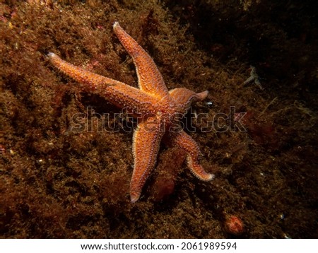 A closeup picture of a common starfish, common sea star or sugar starfish, Asterias Rubens. Picture from the Weather Islands, Skagerack Sea, Sweden