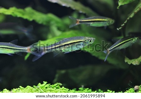 Blackline rasbora fish(Redline rasbora) are swimming in freshwater aquarium with aquatic plants background. Rasbora borapetensis is a beautiful streamlined freshwater fish native to Thailand.