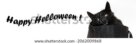Evil black cat with yellow eyes inside a paper gift shows its sharp fangs and teeth. Halloween composition. Banner