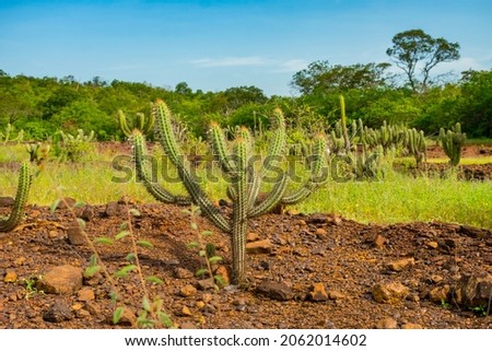 Xique xique cactus (Pilosocereus gounellei) and sertaocaatinga landscape - Oeiras, Piaui (Northeast Brazil) Royalty-Free Stock Photo #2062014602