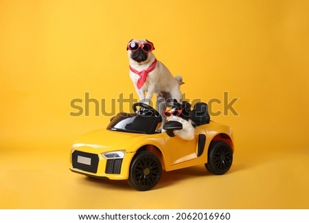 Funny pug dog and cat with sunglasses in toy car on yellow background