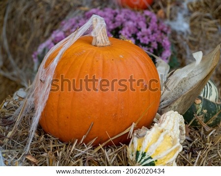 Multi colored pumpkins on a straw. Halloween