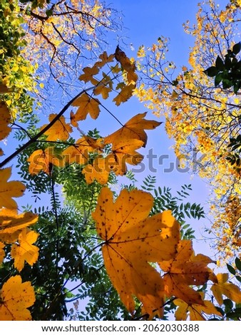 The autumn forest.
photo of yellow leaves,
the last weeks of October