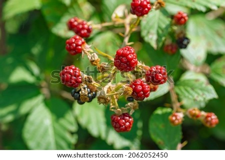 Close up of ripe, wild raspberries against a blurry green background of leaves 