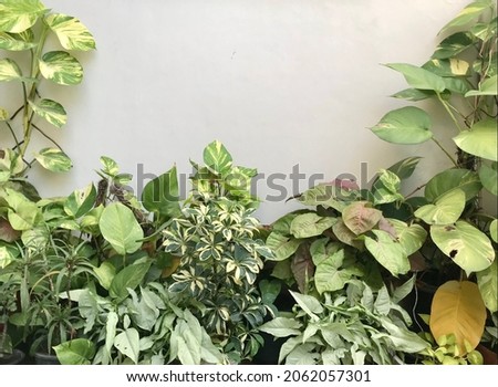 Picture of green and yellow coloured house plants 
