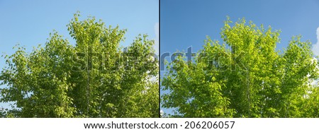 Effect of polarising filter on trees and sky to improve the appearance of landscapes - Sky is bluer and leaves are greener - Without filter on the left - With filter on the right Royalty-Free Stock Photo #206206057