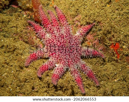 A close-up picture of a Common Sunstar, Crossaster papposus, or Solaster is a species of sea star, aka starfish, belonging to the family Solasteridae. Picture from Skagerrak Sea, Sweden