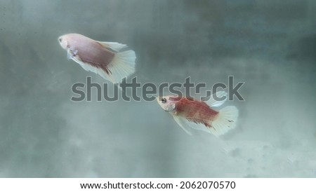 Betta fish in the aquarium