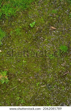 Green grass texture for background,  very good texture